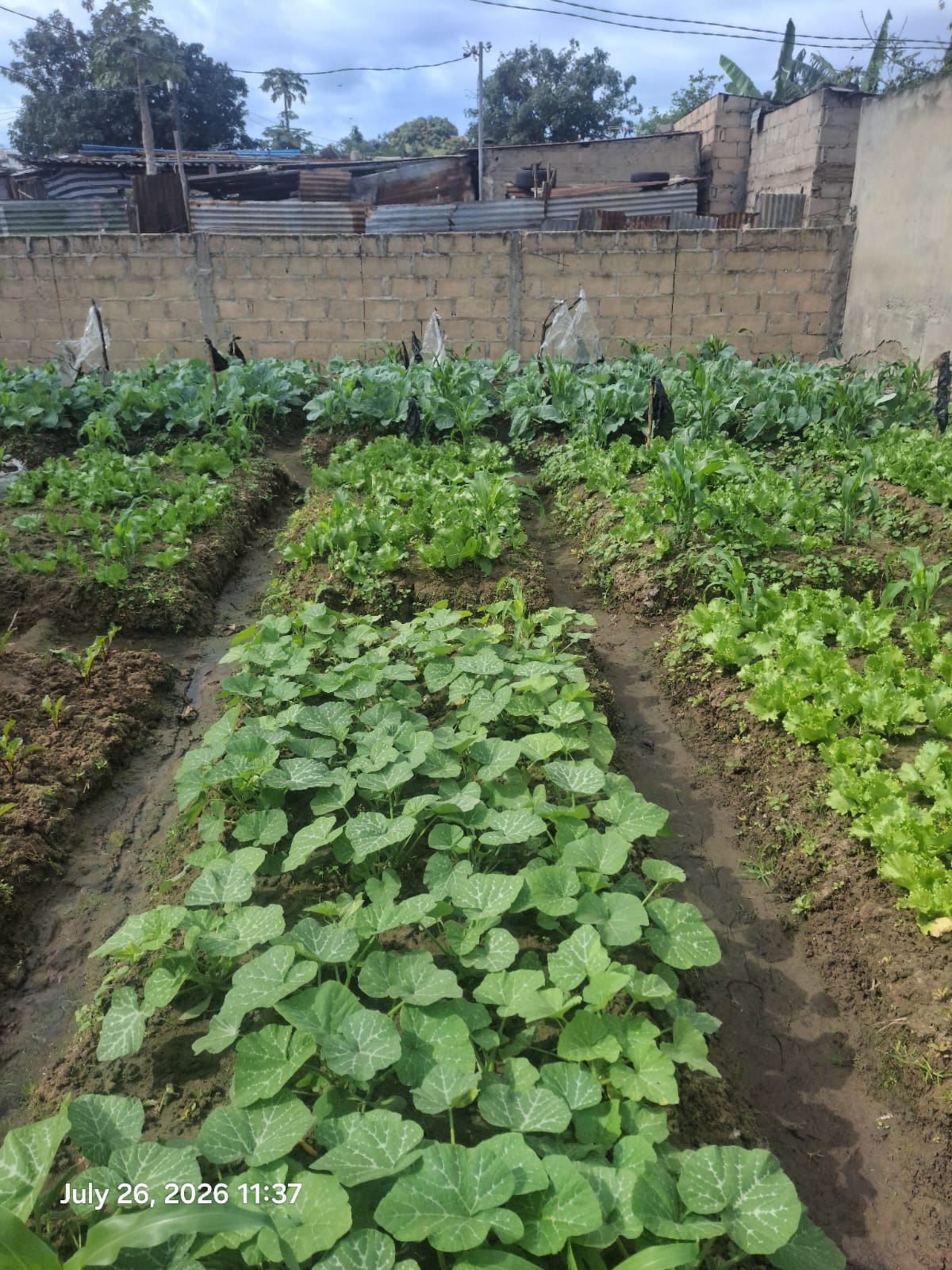 Horta comunitária com canteiros diversificados e produção em crescimento